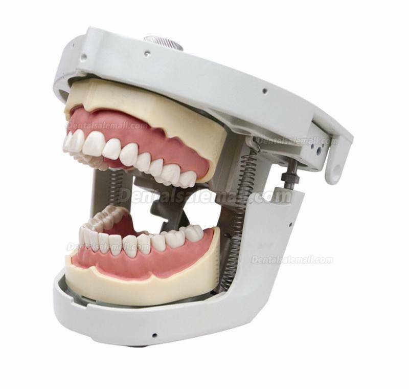 Jingle JG-C4 Dental Manikin head Phantom Head for Dental Patient Simulator Typodont Compatible with Nissin Kilgore/ Frasaco